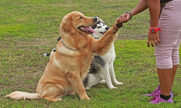 Dog Training - Dog Trainer